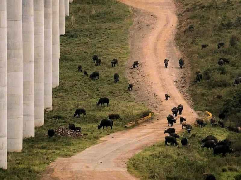 Buffalo herd in Nairobi National Park with city towers behind, a top thing to do in Nairobi in October from Karen
