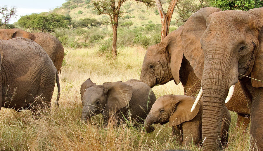 Visit the Sheldrick Wildlife Trust