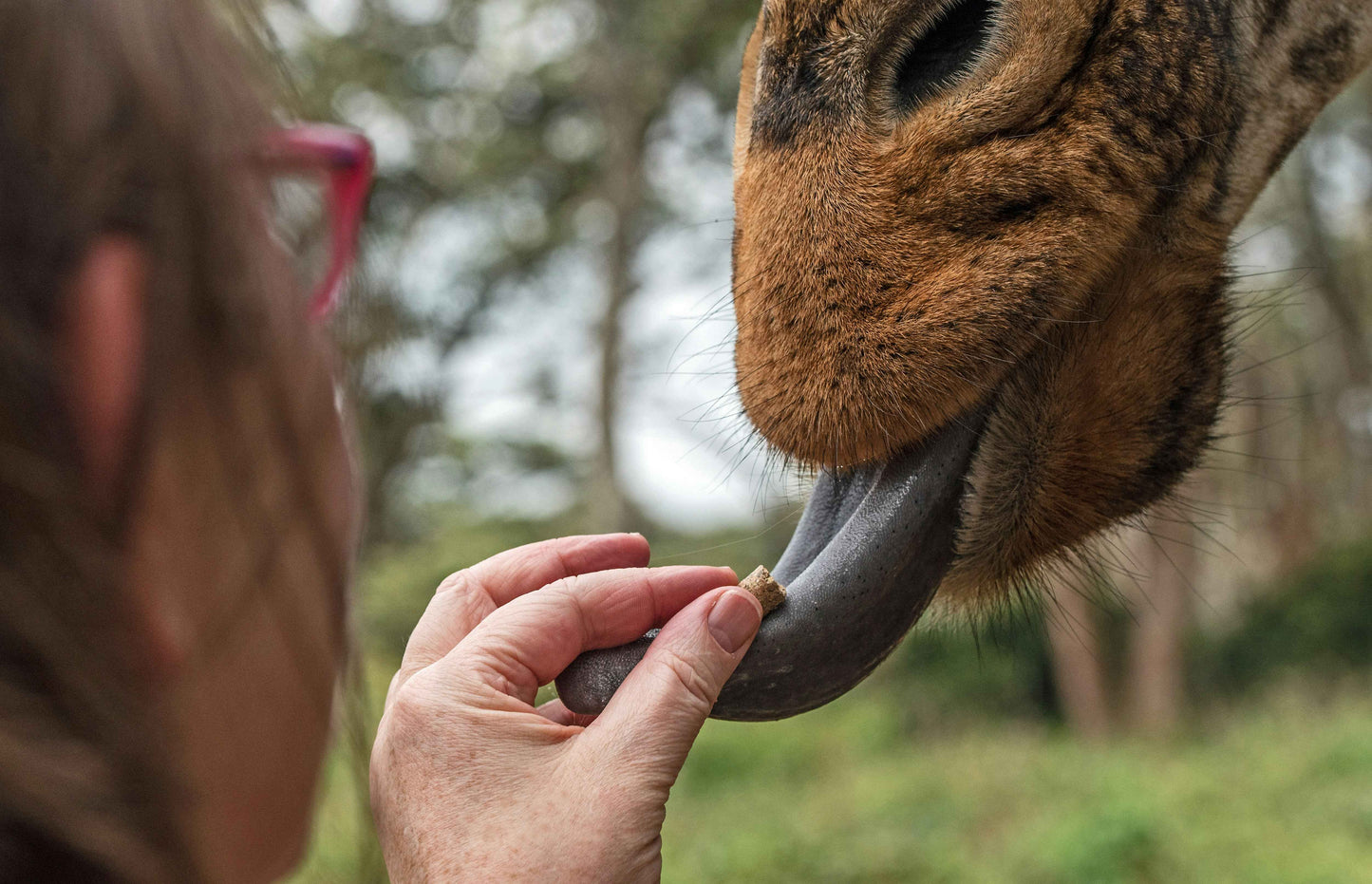 Giraffe Centre & Karen Blixen Tour