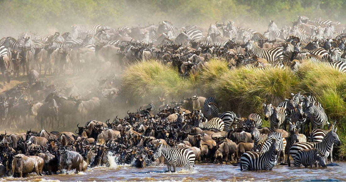 The Wildebeest Migration Explained: When to Go, Where to Stay, How to Do It Right