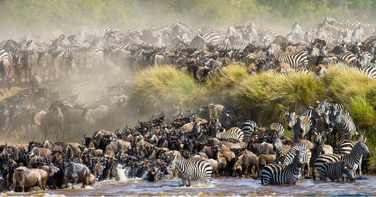 The Wildebeest Migration Explained: When to Go, Where to Stay, How to Do It Right