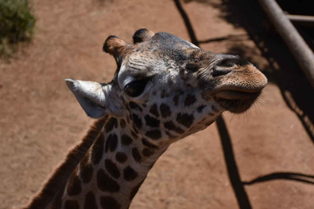 Feeding a Rothschild giraffe at the Giraffe Centre near Karen, Nairobi