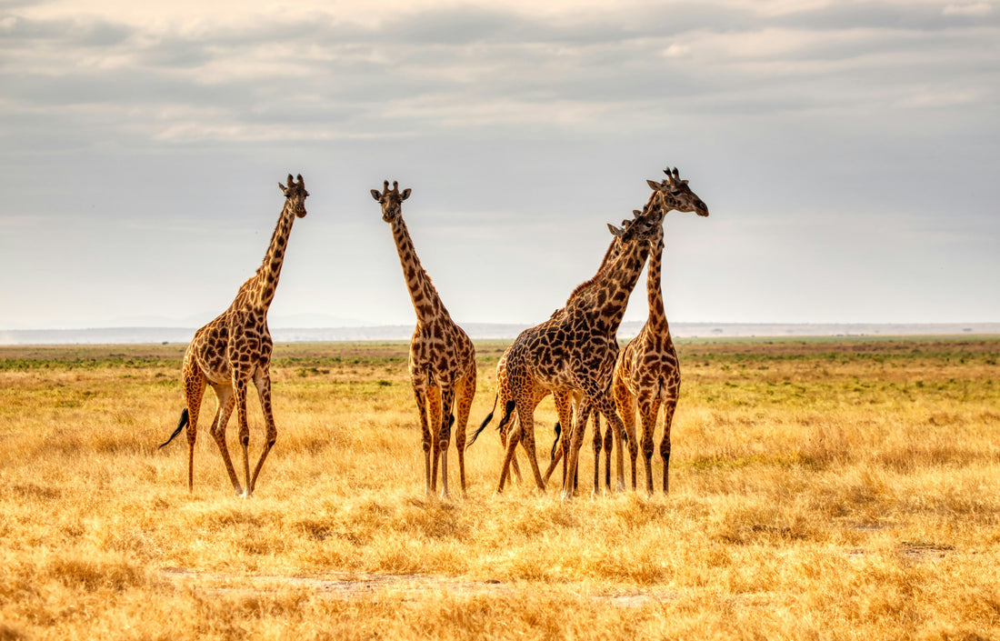 Visiting the Giraffe Centre Nairobi: How to Get There Easily From Karen Plains Hotel 🦒🌿