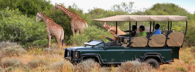 The Best Safari Holidays in Kenya — A Karen Plains Hotel Guide