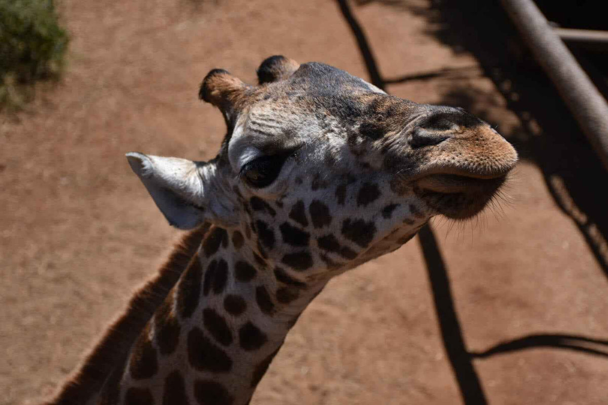 Feeding a Rothschild giraffe at the Giraffe Centre, Nairobi – East Africa Regional Traveler Package from Karen Plains Hotel