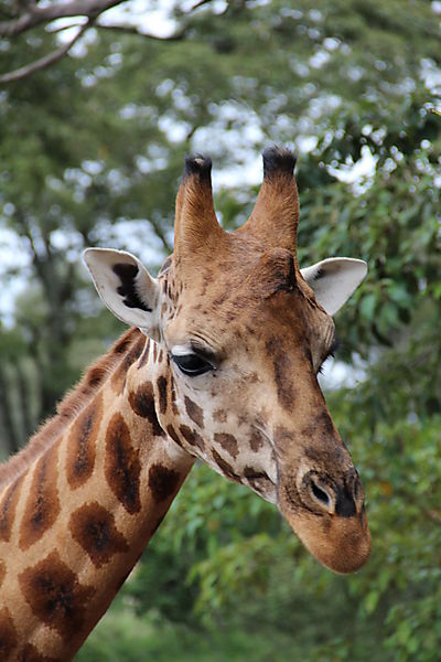 Private Nairobi National Park & Giraffe Centre Tour for Two (Hotel Pickup + Airport Drop-Off)